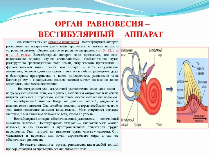 ОРГАН РАВНОВЕСИЯ – ВЕСТИБУЛЯРНЫЙ АППАРАТ Ухо является так же органом равновесия.