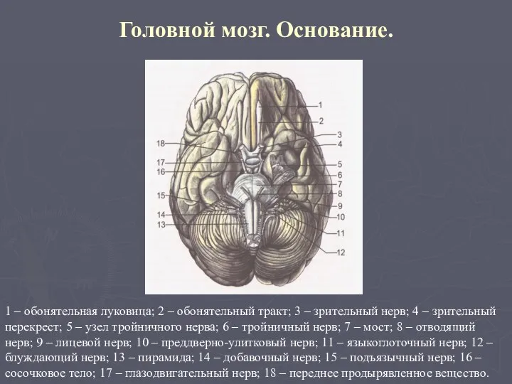 Головной мозг. Основание. 1 – обонятельная луковица; 2 – обонятельный тракт;