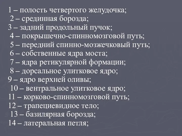 1 – полость четвертого желудочка; 2 – срединная борозда; 3 –