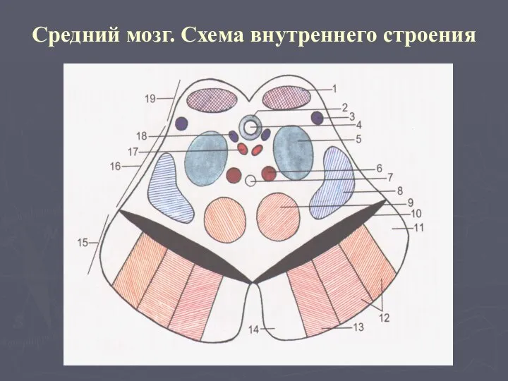 Средний мозг. Схема внутреннего строения