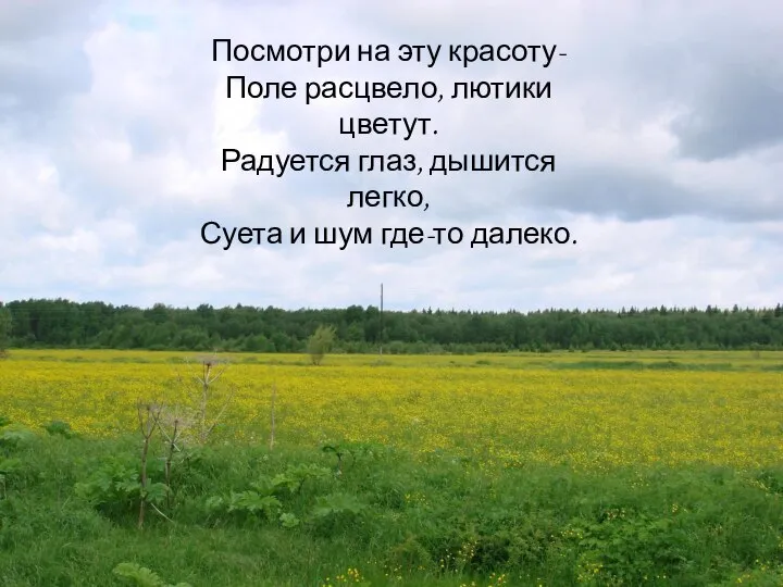 Посмотри на эту красоту- Поле расцвело, лютики цветут. Радуется глаз, дышится