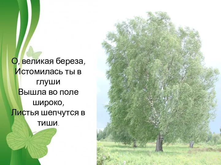 О, великая береза, Истомилась ты в глуши Вышла во поле широко, Листья шепчутся в тиши.