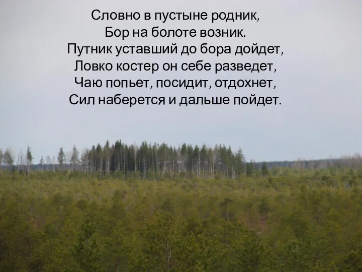 Словно в пустыне родник, Бор на болоте возник. Путник уставший до