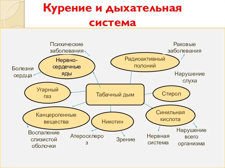 Курение и дыхательная система Табачный дым Нервно-сердечные яды Никотин Синильная кислота