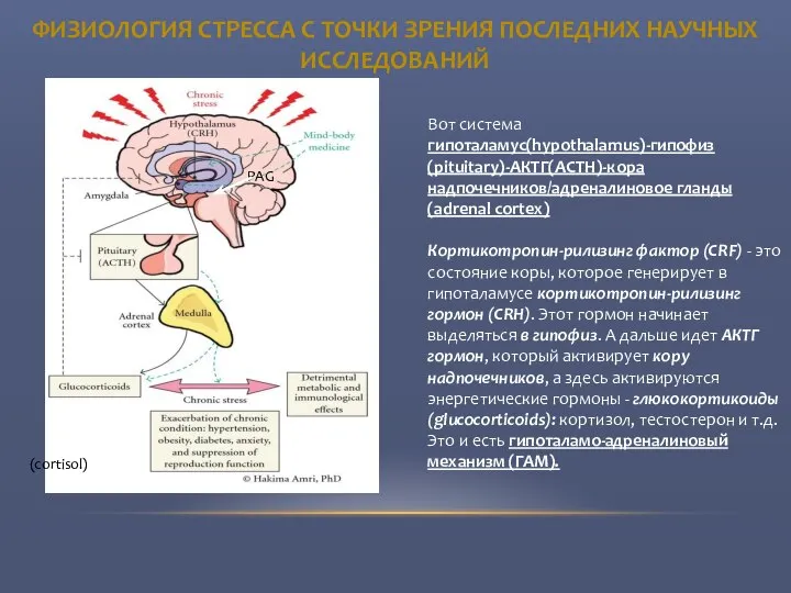 (cortisol) Вот система гипоталамус(hypothalamus)-гипофиз(pituitary)-АКТГ(ACTH)-кора надпочечников/адреналиновое гланды(adrenal cortex) Кортикотропин-рилизинг фактор (CRF) -