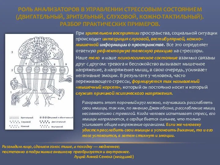 РОЛЬ АНАЛИЗАТОРОВ В УПРАВЛЕНИИ СТРЕССОВЫМ СОСТОЯНИЕМ (ДВИГАТЕЛЬНЫЙ, ЗРИТЕЛЬНЫЙ, СЛУХОВОЙ, КОЖНО-ТАКТИЛЬНЫЙ). РАЗБОР