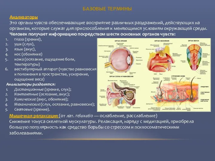 БАЗОВЫЕ ТЕРМИНЫ Анализаторы Это органы чувств обеспечивающие восприятие различных раздражений, действующих