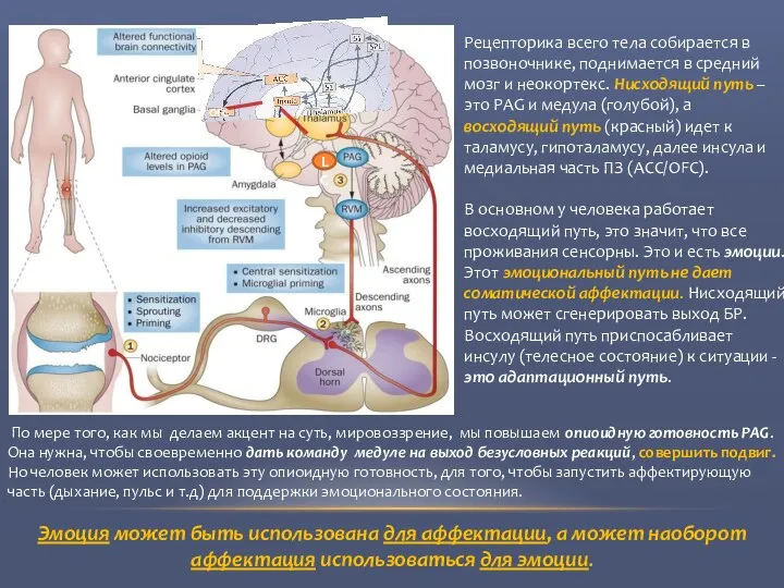 Рецепторика всего тела собирается в позвоночнике, поднимается в средний мозг и