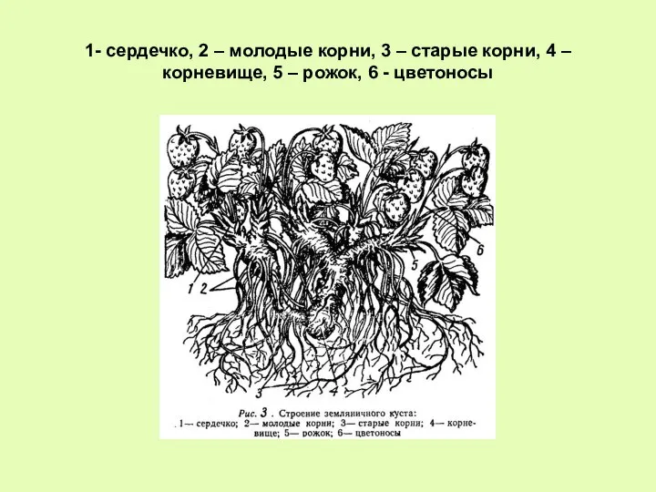 1- сердечко, 2 – молодые корни, 3 – старые корни, 4