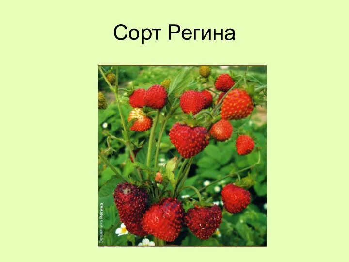 Сорт Регина