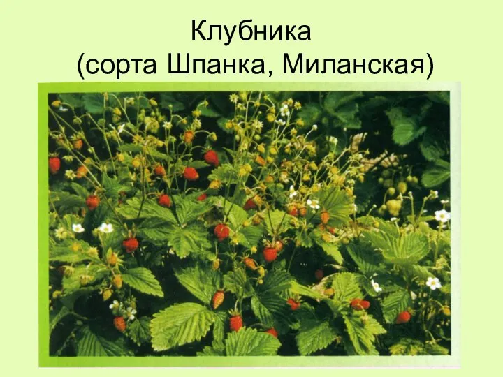 Клубника (сорта Шпанка, Миланская)