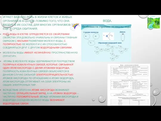 ВОДА. ИГРАЕТ ВАЖНУЮ РОЛЬ В ЖИЗНИ КЛЕТОК И ЖИВЫХ ОРГАНИЗМОВ В