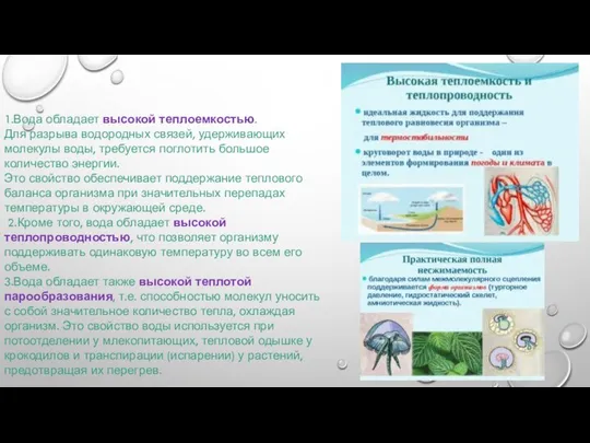 1.Вода обладает высокой теплоемкостью. Для разрыва водородных связей, удерживающих молекулы воды,