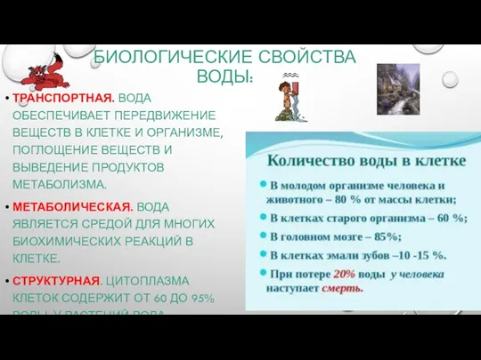 БИОЛОГИЧЕСКИЕ СВОЙСТВА ВОДЫ: ТРАНСПОРТНАЯ. ВОДА ОБЕСПЕЧИВАЕТ ПЕРЕДВИЖЕНИЕ ВЕЩЕСТВ В КЛЕТКЕ И