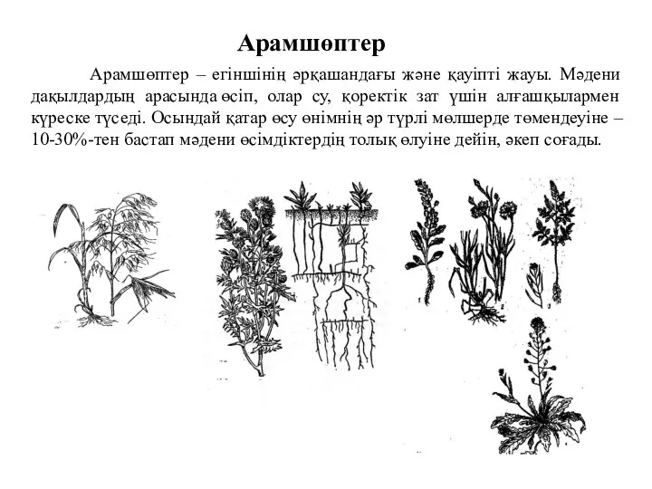 Арамшөптер Арамшөптер – егiншiнiң әрқашандағы және қауiптi жауы. Мәдени дақылдардың арасында