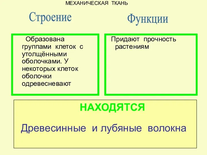 Придают прочность растениям Строение Образована группами клеток с утолщёнными оболочками. У