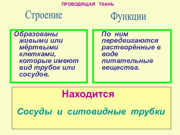 По ним передвигаются растворённые в воде питательные вещества. Строение Образованы живыми