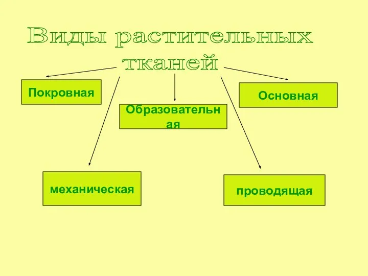 Виды растительных тканей Покровная Образовательная Основная механическая проводящая