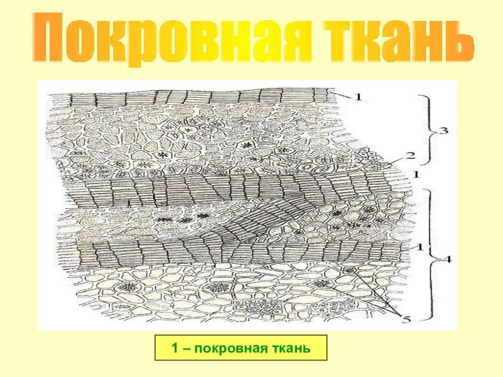 Покровная ткань 1 – покровная ткань