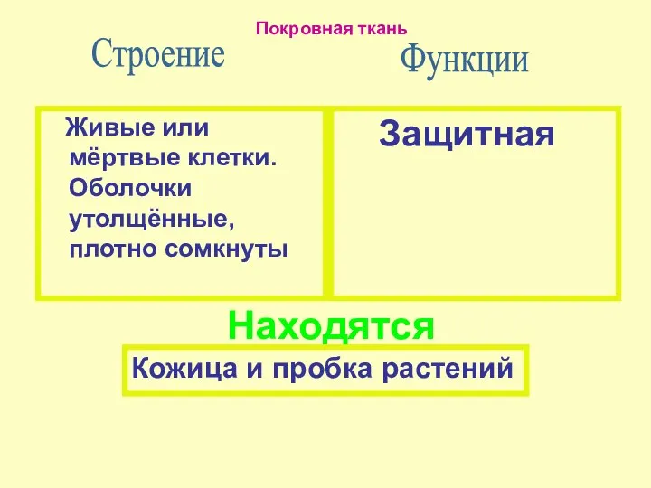 Защитная Строение Живые или мёртвые клетки. Оболочки утолщённые, плотно сомкнуты Функции