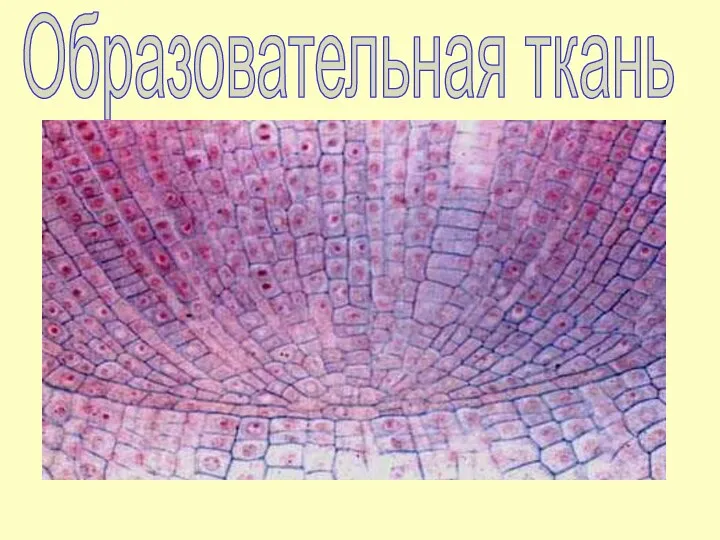 Образовательная ткань