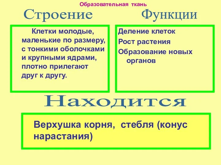 Клетки молодые, маленькие по размеру, с тонкими оболочками и крупными ядрами,