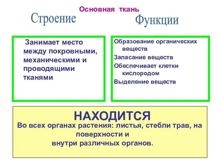 Образование органических веществ Запасание веществ Обеспечивает клетки кислородом Выделение веществ Строение