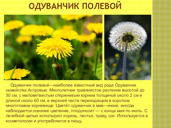 ОДУВАНЧИК ПОЛЕВОЙ Одуванчик полевой—наиболее известный вид рода Одуванчик семейства Астровые. Многолетнее