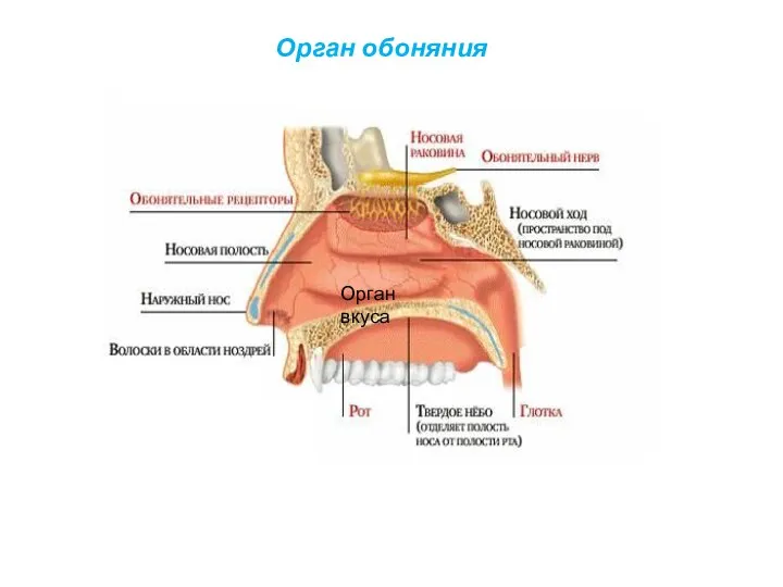 Орган обоняния Орган вкуса