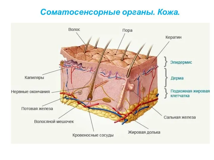 Соматосенсорные органы. Кожа.