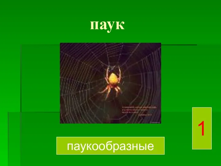 паук паукообразные 1