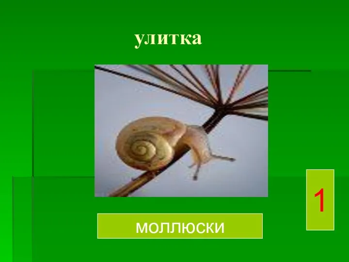 улитка моллюски 1