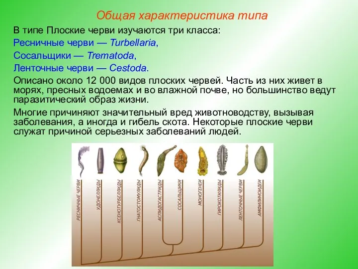 Общая характеристика типа В типе Плоские черви изучаются три класса: Ресничные