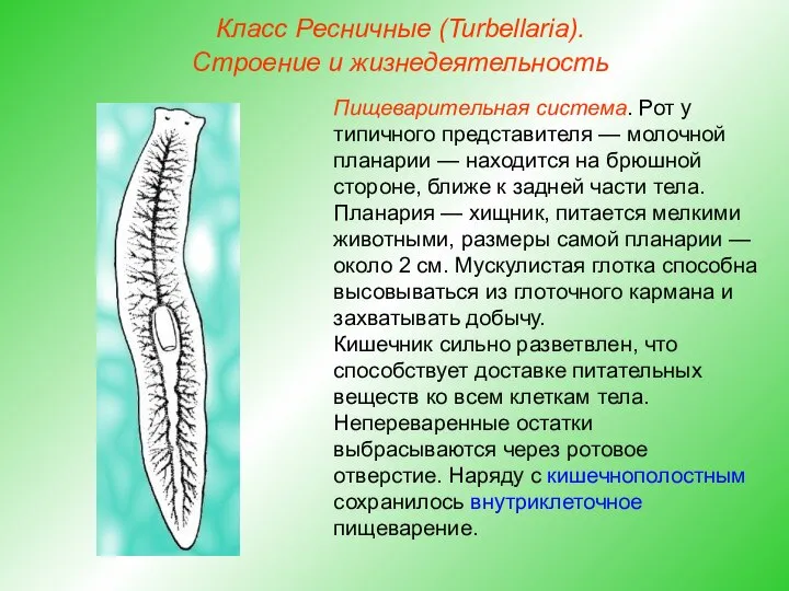 Класс Ресничные (Turbellaria). Строение и жизнедеятельность Пищеварительная система. Рот у типичного