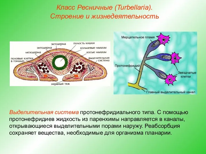 Класс Ресничные (Turbellaria). Строение и жизнедеятельность Выделительная система протонефридиального типа. С