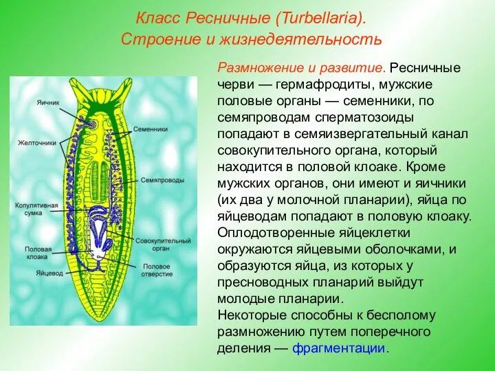 Класс Ресничные (Turbellaria). Строение и жизнедеятельность Размножение и развитие. Ресничные черви