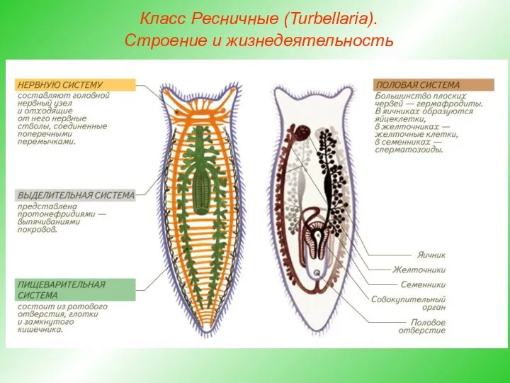 Класс Ресничные (Turbellaria). Строение и жизнедеятельность