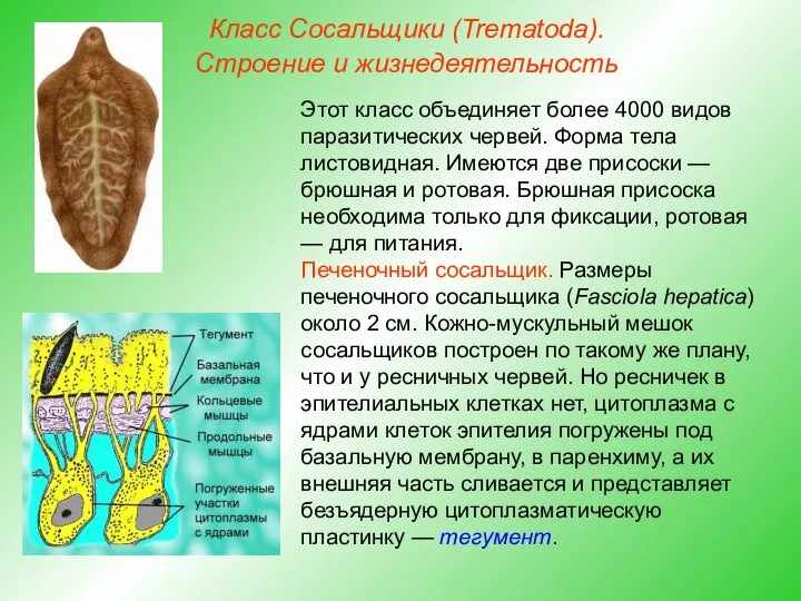 Класс Сосальщики (Trematoda). Строение и жизнедеятельность Этот класс объединяет более 4000