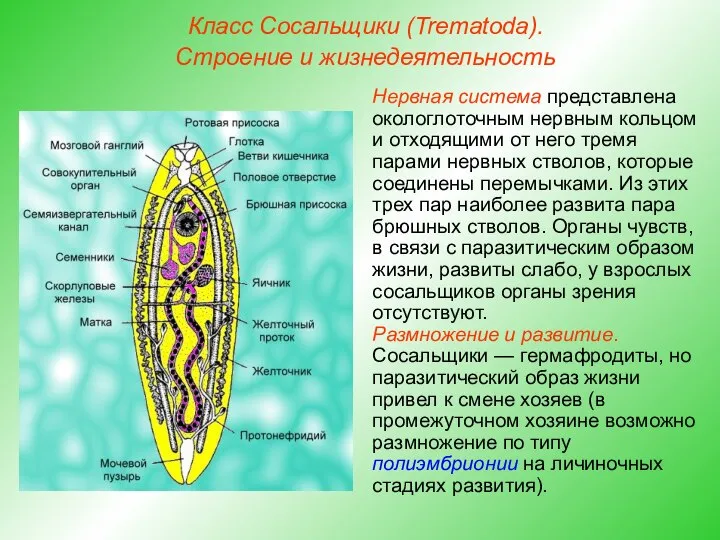 Класс Сосальщики (Trematoda). Строение и жизнедеятельность Нервная система представлена окологлоточным нервным