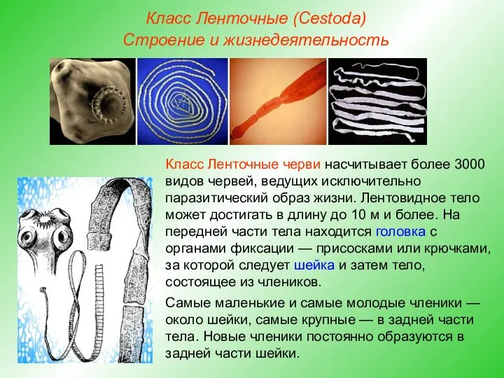 Класс Ленточные (Cestoda) Строение и жизнедеятельность Класс Ленточные черви насчитывает более