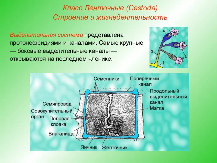 Класс Ленточные (Cestoda) Строение и жизнедеятельность Выделительная система представлена протонефридиями и