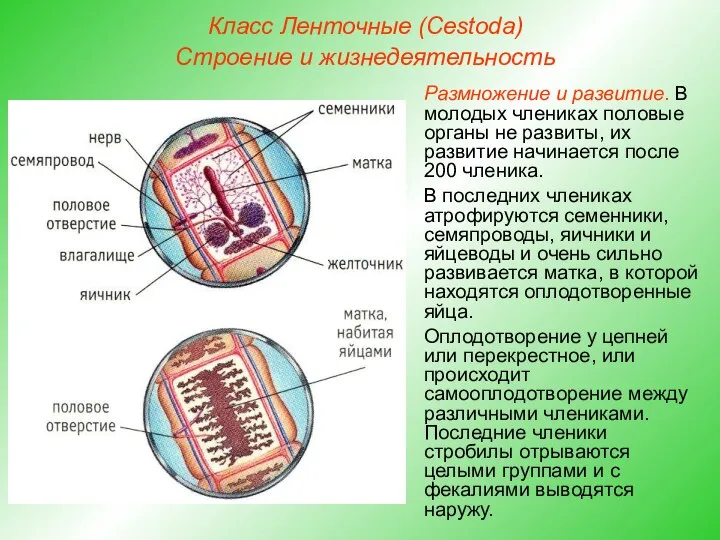 Класс Ленточные (Cestoda) Строение и жизнедеятельность Размножение и развитие. В молодых