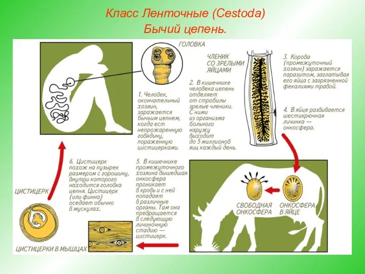 Класс Ленточные (Cestoda) Бычий цепень.