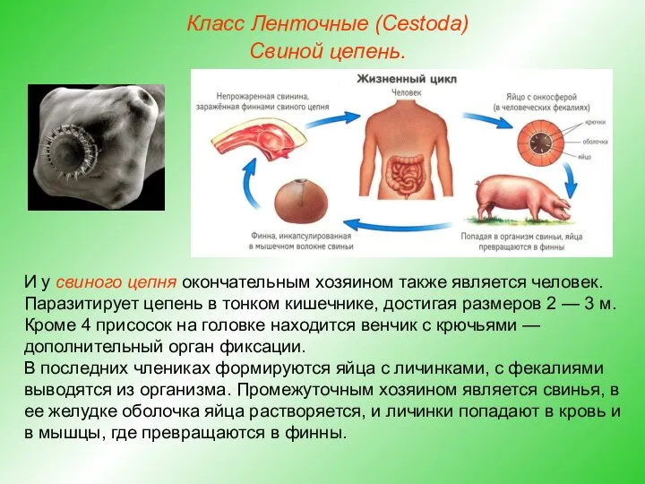 Класс Ленточные (Cestoda) Свиной цепень. И у свиного цепня окончательным хозяином