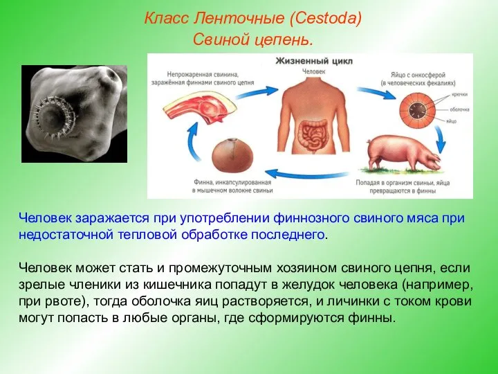 Класс Ленточные (Cestoda) Свиной цепень. Человек заражается при употреблении финнозного свиного