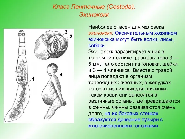 Класс Ленточные (Cestoda). Эхинококк Наиболее опасен для человека эхинококк. Окончательным хозяином