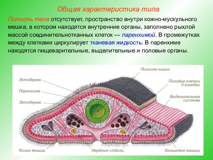 Общая характеристика типа Полость тела отсутствует, пространство внутри кожно-мускульного мешка, в