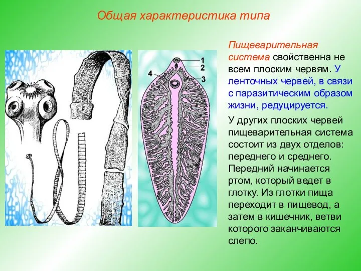 Общая характеристика типа Пищеварительная система свойственна не всем плоским червям. У