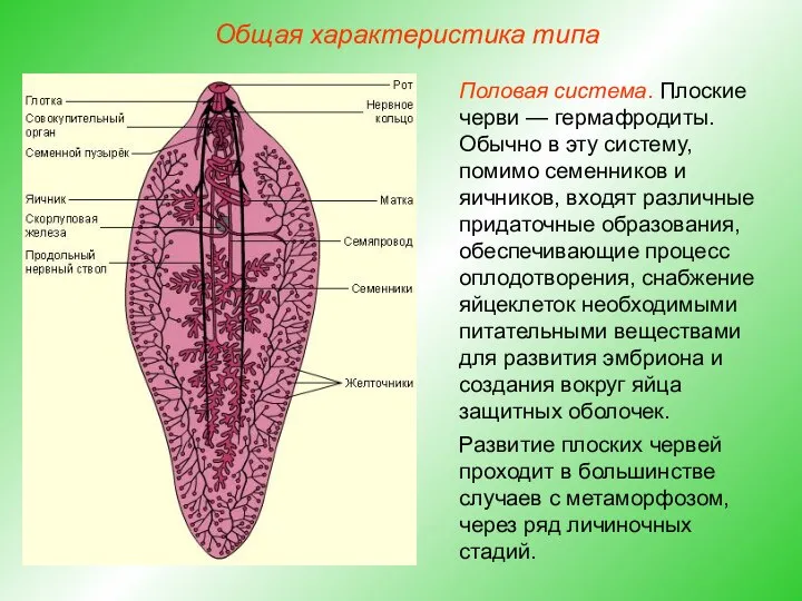 Общая характеристика типа Половая система. Плоские черви — гермафродиты. Обычно в