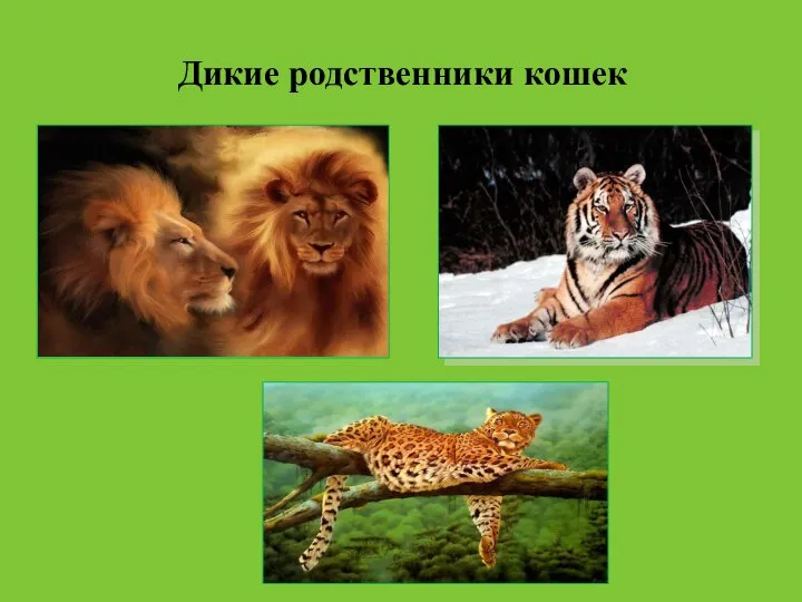 Дикие родственники кошек